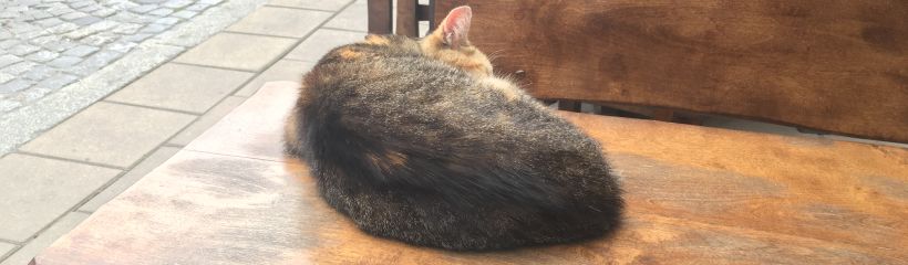 kot spiacy na stole w restauracji w sandomierzu